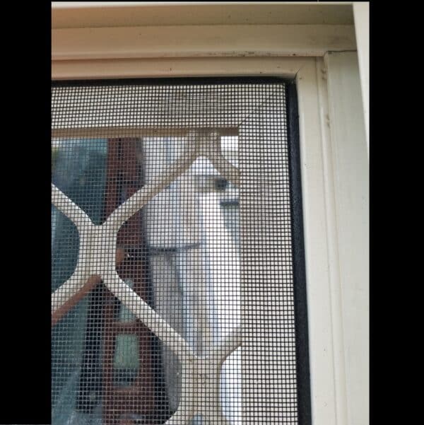 Sliding Window - 2100h x 1810w Primrose w/ Clear Glass *2nd Hand* 45961 - Image 3